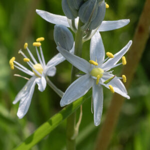 Wild hyacinth flowers have six slender, light blue to white tepals, six stamens with yellow anthers, and a slender style emerging from a green, egg-shaped ovary; the style has tripartite tip. The flowers are each supported by a slender pedicel. Wild hyacinth is very similar to prairie hyacinth (Camassia angusta), but the latter blooms later, is much less common, has thread-like bracts beneath each flower pedicel, 4-5 thread-like bracts on the flower stalk beneath the flowers, and differ (mostly) in details of the seed capsule. Prairie hyacinth has not yet been found in Jackson Park.