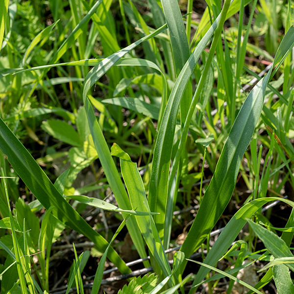 Wild hyacinth's basal leaves are elongate (6-12"), narrow (~3/8"), and parallel veined, with smooth margins; the leaves are grass-like with a prominent midrib or keel on the underside. The stem is 1.5-2' high with a terminal floral spike about 1/3 the length of the stem. On the stalk underneath the floral spike are a few short (3/4"), narrow bracts.