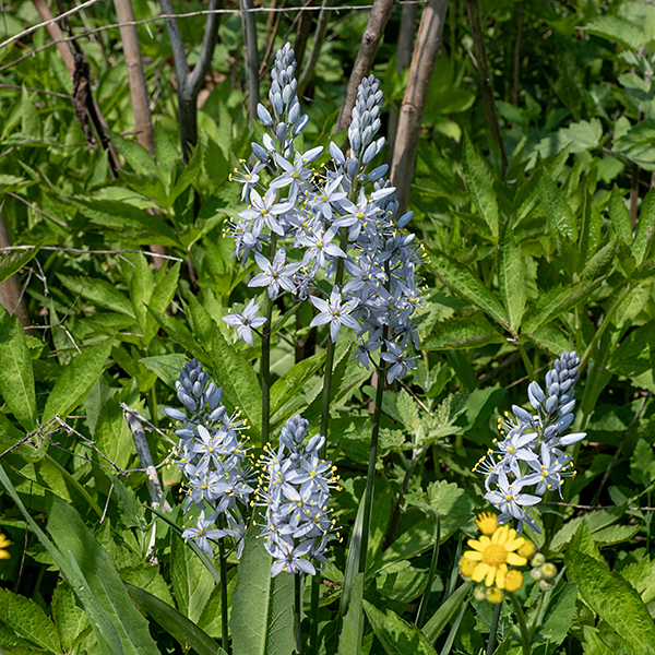Wild hyacinth is very similar to prairie hyacinth (Camassia angusta), but the latter blooms later, is much less common, has thread-like bracts beneath each flower pedicel, 4-5 thread-like bracts on the flower stalk beneath the flowers, and differs (mostly) in details of the seed capsule. Prairie hyacinth has not yet been found in Jackson Park.