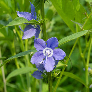 American bellflower has deep blue flowers with a white center; they are about 1" across. The petals are ruffled, the style is long, arching, with a trifid stigma on its tip.
