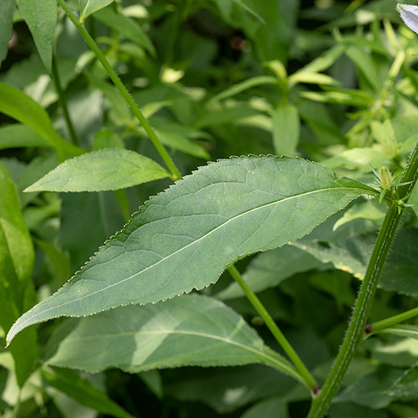 American bellflower's leaves are alternate, up to 6" long and 2" wide, elliptical with serrated margins. The leaves are rough to the touch with hairs along the veins on the underside of the leaf.