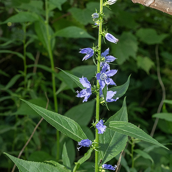 American bellflower is an impressive plant that grows up to 6' tall. The leaves are alternate, up to 6" long and 2" wide, elliptical with serrated margins. The leaves are rough to the touch with hairs along the veins on the underside of the leaf. American bellflower has deep blue flowers with a white center; they are about 1" across. The petals are ruffled, the style is long, arching, with a trifid stigma on its tip. The base of the style arises from the top of the five-sided ovary. The stem is grooved with long, white hairs on the ridges. This is a distinctive and impressive flower.