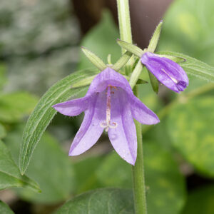 Creeping bellflower stems produce a terminal raceme of blue to purple flowers up to a foot long with all the flowers nodding towards the ground and all on the same side of the stem. Individual flowers are 1-1.5" long, borne on a short pedicel with a narrow, lance-shaped bract at its base. Each flower is bell-shaped with five pointed, recurved lobes with hairy margins and five green sepals at its base. There are 5 short curly, yellow stamens and a long style that emerges from the bell; the style has a three-part stigma at its end.