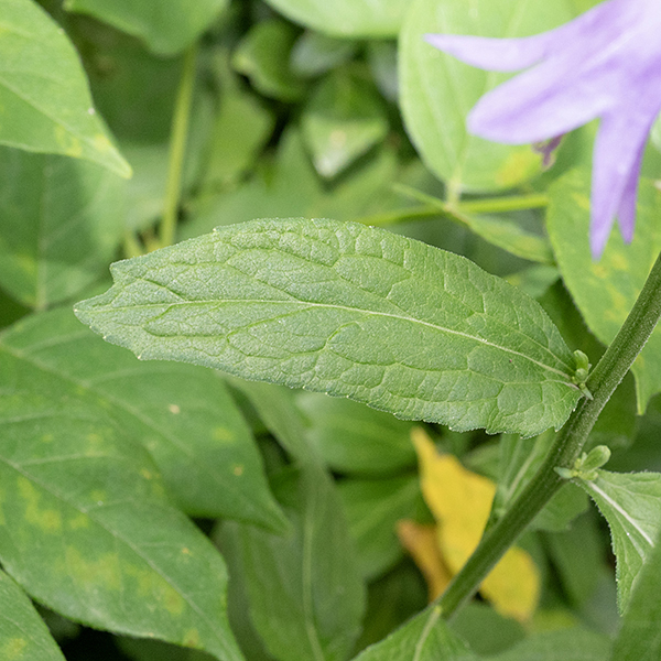 Creeping bellflower's leaves get up to 5" long and are about 40-50% as wide; they are alternate, and variable in shape from heart-shaped with petioles near the bottom to lance-shaped but sessile in the upper regions of a plant. All leaves have margins decorated with either sharp or bluntly rounded teeth.