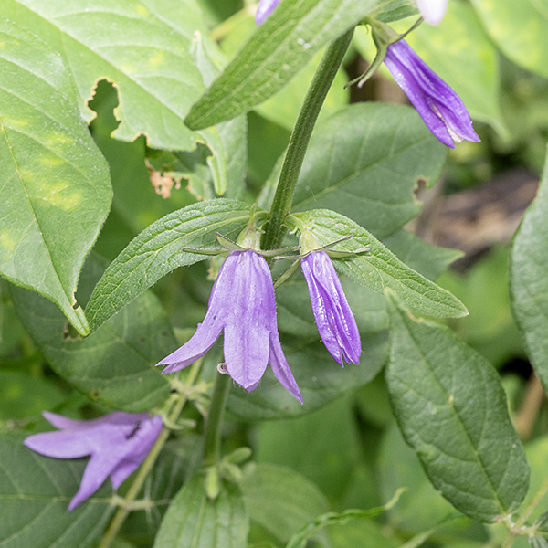 Creeping bellflower grows to heights of 1.5-3'. The stem is usually unbranched, light green to purplish; some stems are slightly hairy, some hairless, some round in section, some angular. Leaves get up to 5" long and are about 40-50% as wide; they are alternate, and variable in shape from heart-shaped with petioles near the bottom to lance-shaped but sessile in the upper regions of a plant. All leaves have margins decorated with either sharp or bluntly rounded teeth. The stem produces a terminal raceme of blue to purple flowers up to a foot long with all the flowers nodding towards the ground and all on the same side of the stem. Individual flowers are 1-1.5" long, borne on a short pedicel with a narrow, lance-shaped bract at its base.