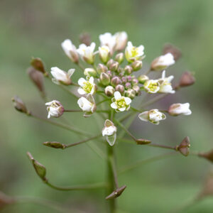 Shepard's purse flowers bloom only at the stem's tip, which is continually elongating. Individual flowers are tiny (1/8") and have 4 greenish sepals, 4 rounded white petals, 6 greenish-yellow stamens, and a pistil with a single style. Flowers are followed by seedpods ("purses") that are 1/4" long, triangular, or heart-shaped, borne on ascending pedicels (lower part of image.)