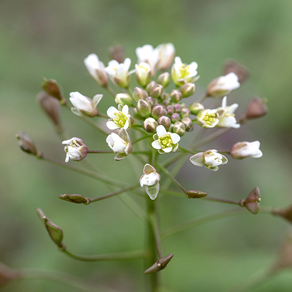Shepard's purse flowers bloom only at the stem's tip, which is continually elongating. Individual flowers are tiny (1/8") and have 4 greenish sepals, 4 rounded white petals, 6 greenish-yellow stamens, and a pistil with a single style. Flowers are followed by seedpods ("purses") that are 1/4" long, triangular, or heart-shaped, borne on ascending pedicels (lower part of image.)
