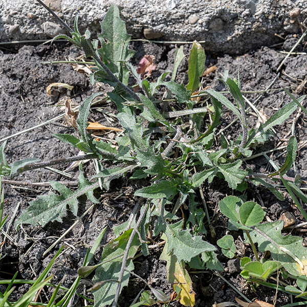 Shepherd's purse starts as a basal rosette of leaves ~9" across that produces one or more flowering stalks up to 2.5' tall; the stalks are usually reddish-purple in color. The basal leaves are narrow (3/4"), long (4.5"), and pinnately lobed. Stem leaves are widely spaced and much smaller, alternate, arrowhead -shaped, only up to 1" long, and either sessile or clasp the stem with ear-like lobes.