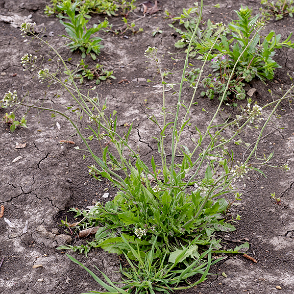 Shepherd's purse is an émigré from Europe, purported to be the second most common weed on Earth. (One plant can produce 90,000 seeds.) A basal rosette of leaves ~9" across produces one or more flowering stalks up to 2.5' tall; the stalks are usually reddish-purple in color. Seedpods ("purses") are 1/4" long, triangular, or heart-shaped, borne on ascending pedicels; each seedpod is divided into two compartments, each of which contains ~20 seeds. The seeds produce a substance which is sticky when wet, apparently helping in dispersal by animals. A distinctive plant (especially the seedpods) but easy to overlook.
