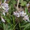 Cutleaf toothwort's flowers are ~1/2" across when fully open; the flowers arise from a slender pedicel as long as the flower, 4 green or purple bluntly-pointed sepals