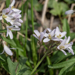 Cutleaf toothwort's flowers are ~1/2" across when fully open; the flowers arise from a slender pedicel as long as the flower, 4 green or purple bluntly-pointed sepals <1/3 the length of the petals, four lavender-white petals, six stamens with yellow anthers, and a single pistil with a flat, discoid stigma.