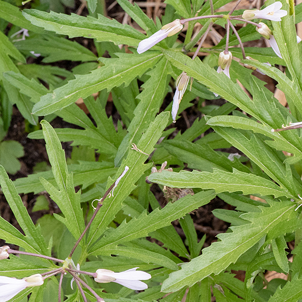 Cutleaf toothwort has a whorl of basal leaves and a 3-10" tall flower-bearing, unbranched stalk bearing a whorl of 3 leaves. Each leaf is 3" long and across and palmately cleft into 3-5 narrow lobes; except when very new, the lobes bear saw-like teeth along their margins.