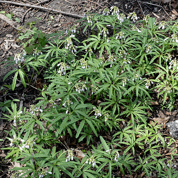 Cutleaf toothwort is one of the "spring ephemerals" that appear early in the spring. The plant has a whorl of basal leaves and a 3-10" tall flower-bearing, unbranched stalk bearing a whorl of 3 leaves. The fruit is an erect cylinder (silique) with an oval cross section and an elongated, conical tip, ~1.5" long overall, with the seeds in a single row inside.