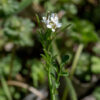Hairy bittercress flower stalks with stem leaves. Here the three flowers bear seedpods (siliques - narrow cylinders) that elongate directly out of fertilized flowers (which continue bear petals).