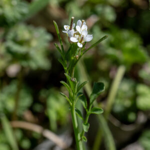 Hairy bittercress flower stalks with stem leaves. Here the three flowers bear seedpods (siliques - narrow cylinders) that elongate directly out of fertilized flowers (which continue bear petals).