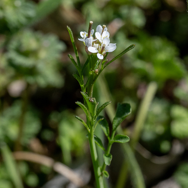 Hairy bittercress flower stalks with stem leaves. Here the three flowers bear seedpods (siliques - narrow cylinders) that elongate directly out of fertilized flowers (which continue bear petals).