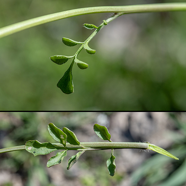 Hairy bittercress initially grows from an 8" diameter rosette of basal leaves, each pinnate with 5-9 lobes and a long petiole. A light green to purple flower stalk grows from the center of the basal rosette; the stalk bears 3-5 alternate leaves similar in shape to the basal leaves but smaller.