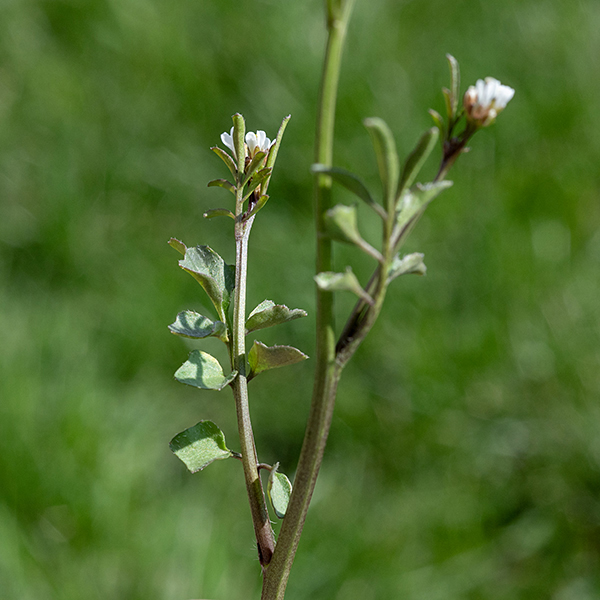 Hairy bittercress flower stalks with 3-5 alternate leaves similar in shape to the basal leaves but smaller. The flowers bloom first near the apex of the raceme and progressively mature into seedpods towards the base of the plant.