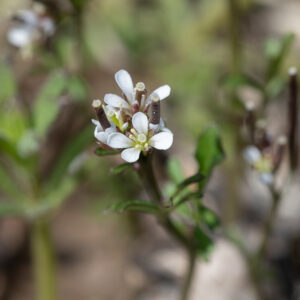 Pennsylvania bittercress flowers are 1/8" across with 4 light green, oblong sepals that cup the corolla, 4 white petals, 6 cream-colored stamens, and a single robust pistil with a flat, disc-shaped stigma. Fruits are erect, elongate (up to 1.25" long and 1 mm wide), flat-ended cylinders (siliques) containing a single row of seeds that emerge from the center of a fertilized flower while the petals persist.