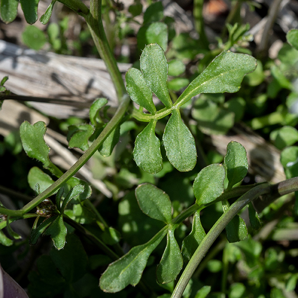 Basal and lower stem leaves of Pennsylvania bittercress are odd-pinnately compound, up to 4" long and 1.25" across, with 3-15 leaflets that are round or wedge-shaped, variously lobed or dentate; the terminal leaflet is larger than the others. Upper stem leaves are narrower, more elongate, and have leaflets with less distorted margins; the terminal leaflet is wider than the others.