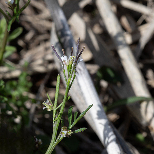 Pennsylvania bittercress is an early-flowering woodland plant up to 2.5' tall; the stems are green and hairless except in the lowermost sections. Fruits are erect, elongate (up to 1.25" long and 1 mm wide), flat-ended cylinders (siliques) containing a single row of seeds that emerge from the center of a fertilized flower while the petals persist.