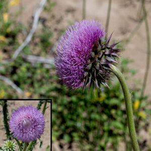 Nodding thistle is another heavily-defended exotic thistle, accidentally introduced to the U.S in the early 1900s. Solitary flowerheads are borne on long (up to 2'), whitish peduncles densely covered with short hairs. The flowerheads are 1-3" across, nodding (like the name says), made of 100-1000 tubular disk florets, each with its apical portion divided into 5 purplish-pink filaments and with a single, very long style. Beneath the large, showy flowerheads are stout, triangular, purplish phyllaries, each with a stout spine. When in bloom, the large size of the flowers and characteristic large phyllaries make it impossible to confuse with any of our other local thistles. Well loved by goldfinches, but considered a "noxious weed" by almost everyone else.