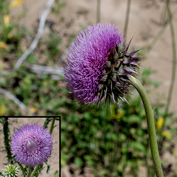 Nodding thistle is another heavily-defended exotic thistle, accidentally introduced to the U.S in the early 1900s. Solitary flowerheads are borne on long (up to 2'), whitish peduncles densely covered with short hairs. The flowerheads are 1-3" across, nodding (like the name says), made of 100-1000 tubular disk florets, each with its apical portion divided into 5 purplish-pink filaments and with a single, very long style. Beneath the large, showy flowerheads are stout, triangular, purplish phyllaries, each with a stout spine. When in bloom, the large size of the flowers and characteristic large phyllaries make it impossible to confuse with any of our other local thistles. Well loved by goldfinches, but considered a "noxious weed" by almost everyone else.