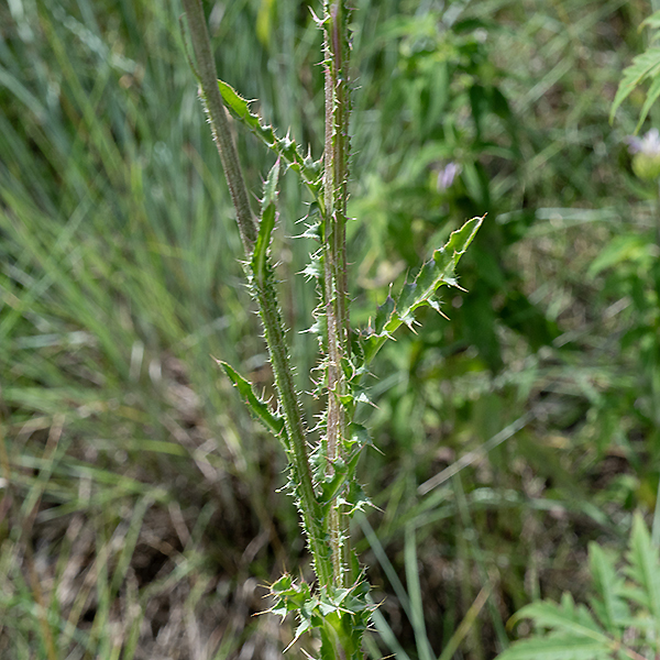 Nodding thistle's stem leaves are alternate, decreasing in size higher on the stem, with shallower lobes than the basal leaves (but as well armed), sessile, with the leaf margins continuing down the stem as a spiny wing (like bull thistle).