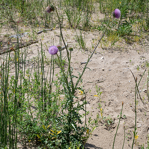 Nodding thistle is another heavily-defended exotic thistle, accidentally introduced to the U.S in the early 1900s. This plant starts as a low basal rosette of 4-15" long, pinnatifid-lobed leaves with numerous white or golden spines, larger spines on the tips of the lobes, smaller along the margins.  Stems can be 1.5-6' tall. The upper parts of the stem are whitish from short, wooly, appressed hairs. When in bloom, the large size of the flowers and characteristic large phyllaries make it impossible to confuse with any of our other local thistles. Well loved by goldfinches, but considered a "noxious weed" by almost everyone else.