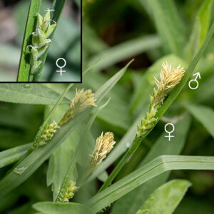 Inflorescences of woodland sedge occur as a terminal staminate (male) spike 6-12 mm long and 2-4 ovoid pistillate (female) spikelets 10-20 mm long and 5 mm wide that are lower on the culm. The proximal urn-shaped structures on the inflorescence (and in the inset) with the two fuzzy filaments are the pistillate spikelets; the distal structures with the terminal yellow rods in the image are the staminate spikelets. (Cylindrical clusters of florets are called spikes; ovoid clusters are termed spikelets. Individual sedge flowers — a perigynium or utricle — are usually ovoid, with either 2-3 feathery stigmas or three stamens with anthers sticking out of one end. Bisexual flowers do not occur in sedges.)