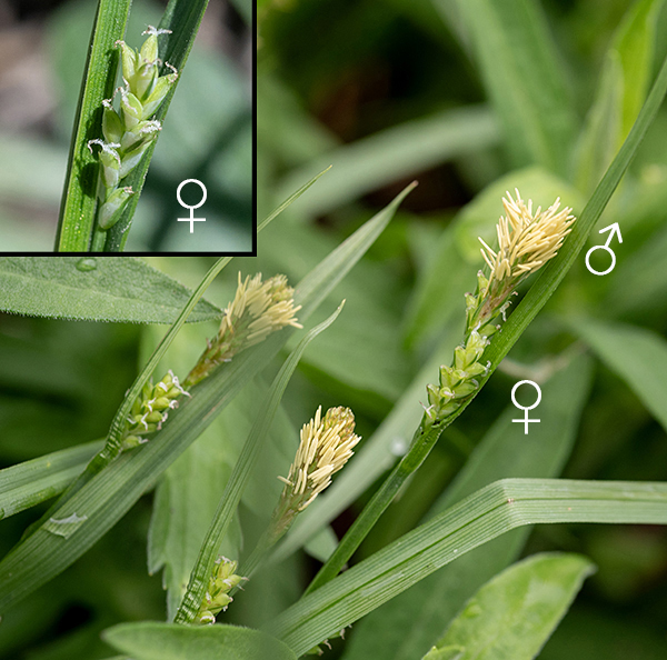 Inflorescences of woodland sedge occur as a terminal staminate (male) spike 6-12 mm long and 2-4 ovoid pistillate (female) spikelets 10-20 mm long and 5 mm wide that are lower on the culm. The proximal urn-shaped structures on the inflorescence (and in the inset) with the two fuzzy filaments are the pistillate spikelets; the distal structures with the terminal yellow rods in the image are the staminate spikelets. (Cylindrical clusters of florets are called spikes; ovoid clusters are termed spikelets. Individual sedge flowers — a perigynium or utricle — are usually ovoid, with either 2-3 feathery stigmas or three stamens with anthers sticking out of one end. Bisexual flowers do not occur in sedges.)
