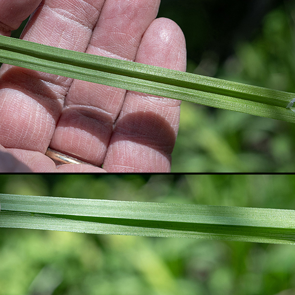 Top (upper image) and bottom (lower image) surfaces of the same Carex blanda leaf. Note the prominent longitudinal furrow along the midline of the leaf.
