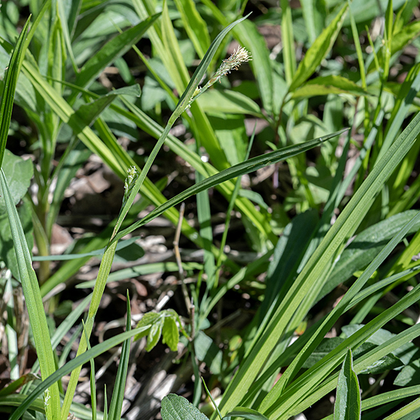 Woodland sedges occur as tufts of plants about 1' tall and 1.5' in diameter. Individual culms (= stems) may be up to 2' long but tend to bend from the vertical. Leaves have a prominent triangular longitudinal fold extending along their midline. Inflorescences of woodland sedge occur as a terminal staminate (male) spike 6-12 mm long and 2-4 ovoid pistillate (female) spikelets 10-20 mm long and 5 mm wide lower on the culm.