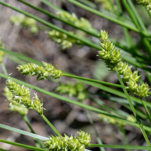 Capitate sedge grows 1-2' tall in dense colonies. Each culm (= stem) is triangular in cross section and has an inflorescence about 1.5 cm. long and 1.0 cm. across at its tip. At the base of the inflorescence is a thin leaf (bract) up to 1.5 cm. long. The inflorescence looks like a collection of 5-8 spikey, tightly-clustered tapering stacks (spikelets) of flattened, oval structures sharply pointed at their distal end (the perigynia or florets). Each spikelet measures about 5x5 mm; it contains the actual (highly modified) florets. The male (staminate) florets are located toward the apex of each spikelet (see inflorescence at far left in the image), while the female (pistillate) florets are lower in the spikelet. (Cylindrical clusters of florets are called spikes; ovoid clusters are termed spikelets. Individual sedge flowers — a perigynium or utricle — are usually ovoid, with either 2-3 feathery stigmas or 3 stamens with anthers sticking out of one end. Bisexual flowers do not occur in sedges.)