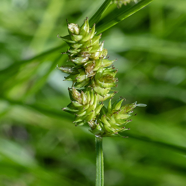 The inflorescence of capitate sedge looks like a collection of 5-8 spikey, tightly-clustered tapering stacks (spikelets) of flattened, oval structures sharply pointed at their distal end (the perigynium or floret). Each spikelet measures about 5x5 mm; it contains the actual (highly-modified) florets. The male (staminate) florets are located toward the apex of each spikelet (lowermost spikelet on the right), while the female (pistillate) florets are lower in the spikelet.
