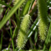 Bottlebrush sedge's fertile stems bear a single, terminal staminate (male) spike up to 3" long and 2-6 pistillate (female) spikes (shown here), each 5-6 cm long and 1.5 cm across. The cylindrical pistillate spikes are comprised of densely packed, female perigynia (florets) radiating from the center of the cylinder.