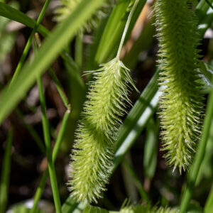 Bottlebrush sedge's fertile stems bear a single, terminal staminate (male) spike up to 3" long and 2-6 pistillate (female) spikes (shown here), each 5-6 cm long and 1.5 cm across. The cylindrical pistillate spikes are comprised of densely packed, female perigynia (florets) radiating from the center of the cylinder.