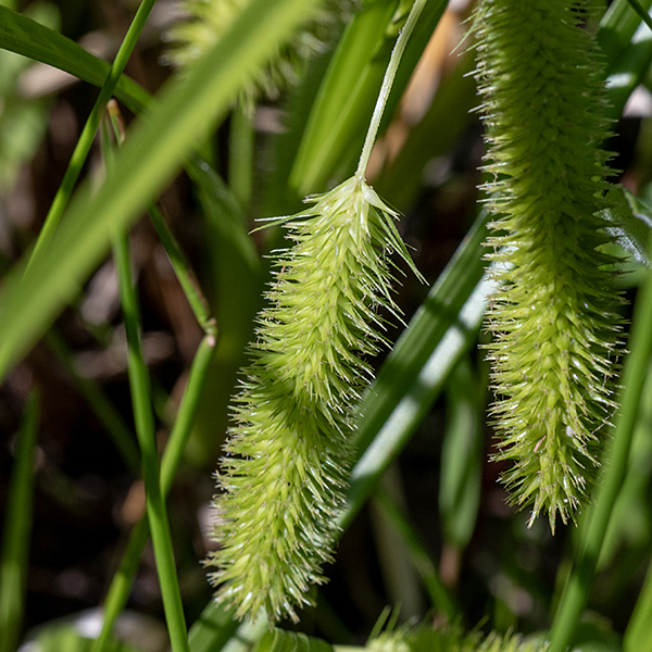 Bottlebrush sedge's fertile stems bear a single, terminal staminate (male) spike up to 3" long and 2-6 pistillate (female) spikes (shown here), each 5-6 cm long and 1.5 cm across. The cylindrical pistillate spikes are comprised of densely packed, female perigynia (florets) radiating from the center of the cylinder.