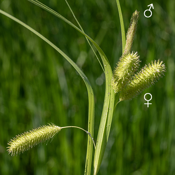 Bottlebrush's culms (= stems) are triangular in section; the strap-like leaves are 8-18" long and 1/4" to 3/4" wide with a narrow, shallow groove running along the midline of the leaf. Fertile stems bear a single, terminal staminate (male) spike up to 3" long and 2-6 pistillate (female) spikes, each 5-6 cm long and 1.5 cm across.
