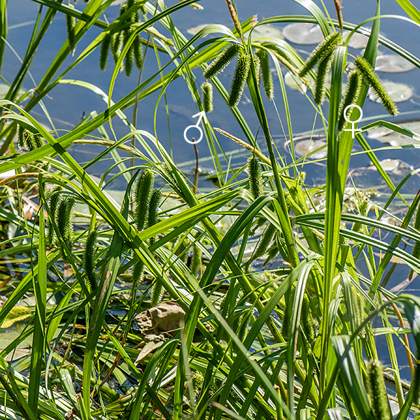 Bottlebrush sedge is a sizeable, light green plant reaching 2-3.5 feet tall with prominent female spikes (the "bottlebrushes"). The culms (= stems) are triangular in section; the strap-like leaves are 8-18" long and 1/4" to 3/4" wide with a narrow, shallow groove running along the midline of the leaf. Fertile stems bear a single, terminal staminate (male) spike up to 3" long (to the right of the "male" symbol and at the top of the image) and 2-6 pistillate (female) spikes, each 5-6 cm long and 1.5 cm across. The cylindrical pistillate spikes are comprised of densely packed, female perigynia (florets) radiating from the center of the cylinder.