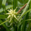 Gray's sedge is the most easily identifiable sedge in Jackson Park — the large, pistillate (female) spikelet (reminiscent of the head of a medieval mace) is unmistakable. Fertile culms of Gray's sedge may reach up to 3' tall, but most plants don't exceed 2.5'. The culms are triangular in section ("three-angled"), light green and unbranched, with a few alternate, dark green leaves (each 5-14" long and 4-10 mm wide) along its length. The leaves have a deep groove along their midline and, usually, secondary folds on either side, producing a V- or W-shaped cross section in the leaves. Fertile culms produce an Inflorescence at their apex consisting of one or more globoid (mace-like) pistillate spikelets (1-1.5' diameter spiky clusters of perigynia that radiate in all directions) and a single staminate spikelet up to 2.5" long and 1-4 mm wide. Each pistillate spikelet has a 3-10" long leaf at its base. Each perigynum in the pistillate spikelets is quite large (12-18 mm long, 4-8 mm wide), an elongate teardrop (lanceolate) shape, with stigmas emerging from the pointed end. The staminate spikelet is at the tip of the culm on the end of a short pedicle, usually yellow-brown in color. The male and female spikelets are labeled; the long, tan-colored anthers (male) and white stigmas (female) are clearly visible in this image.