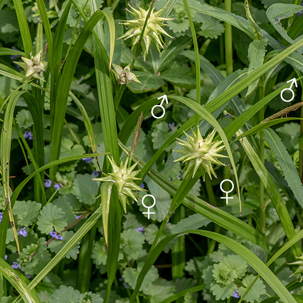 Gray's sedge is the most easily identifiable sedge in Jackson Park — the large, pistillate (female) spikelet (reminiscent of the head of a medieval mace) is unmistakable. The leaves have a deep groove along their midline (visible in the left half and bottom of the image) and, usually, secondary folds on either side, producing a V- or W-shaped cross section in the leaves. Fertile culms produce an Inflorescence at their apex consisting of one or more globoid (mace-like) pistillate (female) spikelets (1-1.5' diameter spiky clusters of perigynia that radiate in all directions) and a single staminate (male) spikelet up to 2.5" long and 1-4 mm wide. Each pistillate spikelet has a 3-10" long leaf at its base.