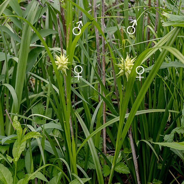 Gray's sedge is the most easily identifiable sedge in Jackson Park — the large, pistillate (female) spikelet (reminiscent of the head of a medieval mace) is unmistakable. Fertile culms of Gray's sedge may reach up to 3' tall, but most plants don't exceed 2.5'. The culms are triangular in section ("three-angled"), light green and unbranched, with a few alternate, dark green leaves (each 5-14" long and 4-10 mm wide) along its length. The leaves have a deep groove along their midline and, usually, secondary folds on either side, producing a V- or W-shaped cross section in the leaves. Each pistillate spikelet has a 3-10" long leaf at its base. After fertilization, the perigynia drop off the plant and can float, presumably permitting water dispersal. The staminate spikelet is at the tip of the culm on the end of a short pedicle, usually yellow-brown in color. The bases of the plants are wrapped in a purplish-red sheath.
