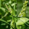 Fertile culms of wood gray sedge produce a terminal inflorescence 6-8" long bearing 2-4 pistillate (female) spikelets and a single staminate (male) spikelet 3/4" long attached beside the topmost pistillate spikelet. Pistillate spikelets are 1-1.5" long and 5 mm across on 3.5 cm long pedicels with a 3-6" long, leaflike bract at their base; there are 5-15 female perigynia in each pistillate spikelet. The perigynia are 4-5.5 mm long, smooth ovoids that are quite inflated, tapering to a blunt tip and base, with easily visible lines ("nerves" - see insert) that run from one end of the perigynum to the other. At the base of each perigynium is a pistillate scale about the same length as the perigynium, narrowing drastically at the free end to a sharp needle ("awn" - see insert). Immature perigynia are green, turning brown with maturity. Wood gray sedge can't be confused with any other sedge that occurs in Jackson Park.