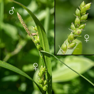Fertile culms of wood gray sedge produce a terminal inflorescence 6-8" long bearing 2-4 pistillate (female) spikelets and a single staminate (male) spikelet 3/4" long attached beside the topmost pistillate spikelet. Pistillate spikelets are 1-1.5" long and 5 mm across on 3.5 cm long pedicels with a 3-6" long, leaflike bract at their base; there are 5-15 female perigynia in each pistillate spikelet. The perigynia are 4-5.5 mm long, smooth ovoids that are quite inflated, tapering to a blunt tip and base, with easily visible lines ("nerves" - see insert) that run from one end of the perigynum to the other. At the base of each perigynium is a pistillate scale about the same length as the perigynium, narrowing drastically at the free end to a sharp needle ("awn" - see insert). Immature perigynia are green, turning brown with maturity. Wood gray sedge can't be confused with any other sedge that occurs in Jackson Park.