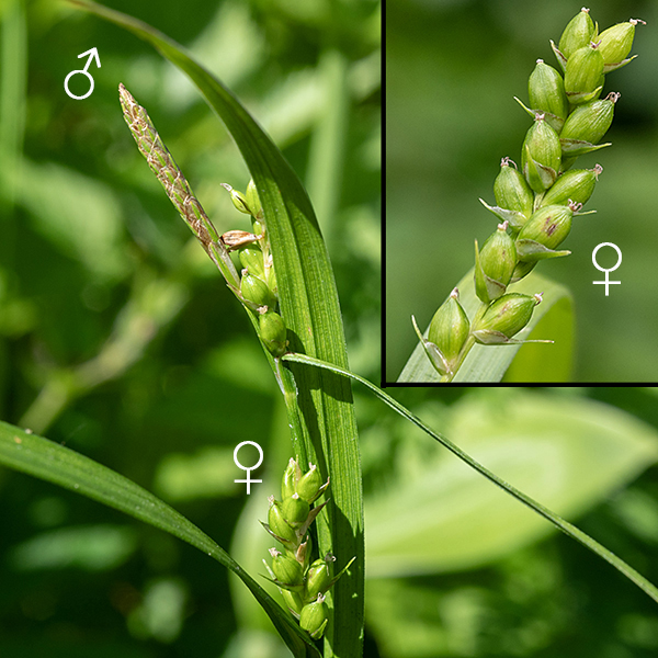 Fertile culms of wood gray sedge produce a terminal inflorescence 6-8" long bearing 2-4 pistillate (female) spikelets and a single staminate (male) spikelet 3/4" long attached beside the topmost pistillate spikelet. Pistillate spikelets are 1-1.5" long and 5 mm across on 3.5 cm long pedicels with a 3-6" long, leaflike bract at their base; there are 5-15 female perigynia in each pistillate spikelet. The perigynia are 4-5.5 mm long, smooth ovoids that are quite inflated, tapering to a blunt tip and base, with easily visible lines ("nerves" - see insert) that run from one end of the perigynum to the other. At the base of each perigynium is a pistillate scale about the same length as the perigynium, narrowing drastically at the free end to a sharp needle ("awn" - see insert). Immature perigynia are green, turning brown with maturity. Wood gray sedge can't be confused with any other sedge that occurs in Jackson Park.