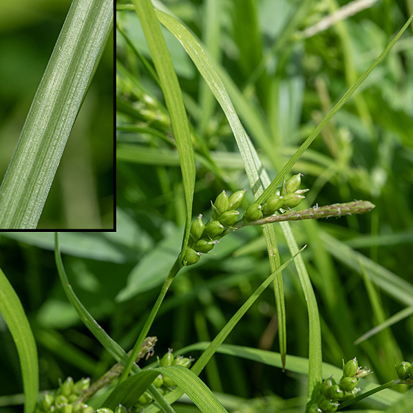 Wood gray sedge (aka, inflated narrowleaf sedge) is 15-24" tall. Culms are unbranched, light to medium green in color, and triangular in section ("three-angled"), with 1-3 alternate leaves along the length of the culm. Leaves are 4-7" long and 4-8 mm (~1/4") across with a V-shaped groove centered on the midline about a third the width of the blade. (Visible on leaves in background, in inset.)  Wood gray sedge can't be confused with any other sedge that occurs in Jackson Park.