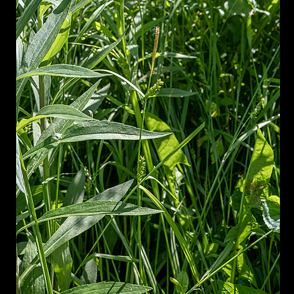 Wood gray sedge (aka, inflated narrowleaf sedge) is 15-24" tall. Culms are unbranched, light to medium green in color, and triangular in section ("three-angled"), with 1-3 alternate leaves along the length of the culm. Fertile culms produce a terminal inflorescence 6-8" long bearing 2-4 pistillate (female) spikelets and a single staminate (male) spikelet 3/4" long attached beside the topmost pistillate spikelet. Wood gray sedge can't be confused with any other sedge that occurs in Jackson Park.