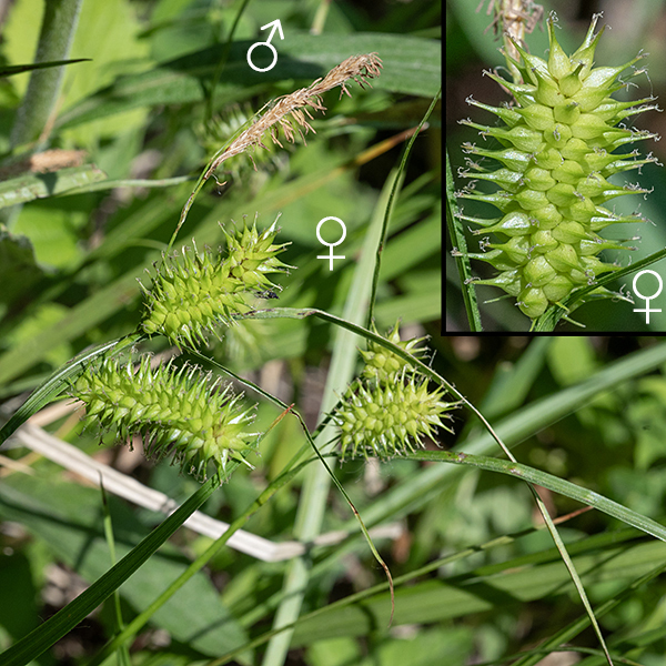 Fertile culms of porcupine sedge produce an inflorescence at their tips with a single, terminal staminate spikelet and 2-4 pistillate spikelets below balancing on or hanging from thin pedicels. The staminate spikelet is paralleled along its length by a bristly bract; both are up to 2" long. Pistillate spikelets are 0.75-2.5" long and 1/2" across, roughly cylindrical in outline, and packed with widely spreading, inflated perigynia 5-8 mm long and about 2 mm across whose sharp tips give rise to the common name; at their base, the perigynia have a leaf-like bract 4-6" long and 3-4 mm across. The lowest pistillate spikelet has the longest (up to 12") bract. Porcupine sedge is commonly found near the shorelines around the Jackson Park lagoons. Of all the Jackson Park sedges, porcupine sedge is most similar to cyperus sedge (C. pseudocyperus) but has stubbier pistillate spikelets.