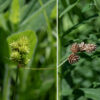Troublesome sedge is superficially similar to crested sedge (C. cristatella) but with fewer, less spiky spikelets, and with perigynia less crowded. Two to five (rarely six) spikelets are crowded along an inflorescence at the tip of the culm, each 6-15 mm long and 5-10 mm wide. The perigynia are rounded at tip and base, tapering distally to a blunt point, each with a darker green, winged margin and a lighter center. Staminate (male) perigynia are relatively few and located at the base of the spikelets; most of the perigynia are pistillate (female). At the base of the lowermost spikelet is a thin, bristle-like, usually short bract. The left side of the image shows a young inflorescence; the right side shows a mature inflorescence post-fertilization.